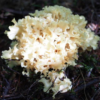 【産婦人科医師が解説】第4章 植物性エストロゲン「ITはなびらたけ」の魅力